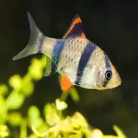 精品虎皮鱼5条 虎皮鱼蓝四间绿虎皮蓝皮热带鱼观赏鱼小型鱼群游淡水鱼小虎皮活体