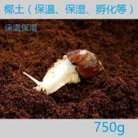 椰土750g 白玉蜗牛活物法国光亮大蜗牛巨型蜗牛宠物学生教学科学实验课蜗牛