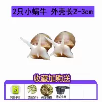 2只小牛 宠物蜗牛活体大蜗牛 白玉蜗牛