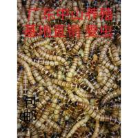 大麦虫一斤 活体大麦虫面包虫石蛙龙鱼活体饲料500克