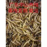 大麦虫一斤 活体大麦虫面包虫石蛙龙鱼活体饲料500克