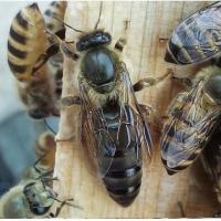 广东本地处女王 中蜂蜂王种王种高产蜜蜂蜂王活体产卵王双色杂交处女王蜜蜂群