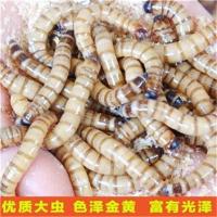 面包虫2-3厘100条送镊子 大麦虫活体龙鱼饲料鹦鹉鱼粮 龟食活体面包虫活虫黄粉虫八哥鸟食
