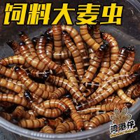 大麦虫4-6厘米[50条] 大麦虫面包虫活虫黄粉虫爬宠蜥蜴鹦鹉龙鱼八哥蜘蛛蝎子饲料