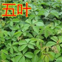 五叶爬山虎2年苗3棵 爬墙虎大苗爬藤植物三叶五叶爬山虎苗五叶地锦室外庭院爬墙遮阳