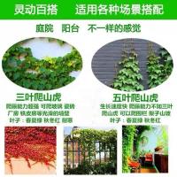 五叶两年苗[10颗装] 爬山虎苗爬藤植物四季三叶五叶盆栽室外观攀援花卉四季好活爬墙虎