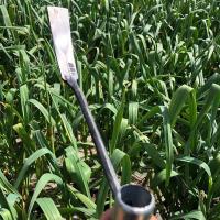 1个铁柄铲子 挖荠菜挖蒲公英铲子