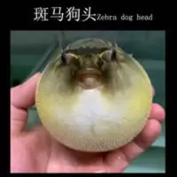 大斑马狗头9厘米生气鱼鼓肚鱼大型河豚潜水艇凶猛热带宠物淡水 大斑马狗头9厘米生气鱼鼓肚鱼大型河豚潜水艇凶猛热带宠物淡水