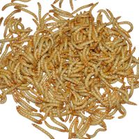 10条2.5cm 面包虫活体黄粉虫活虫鲜活虫种虫金龙鱼石蛙仓鼠蜥蜴画眉鸟饲料食