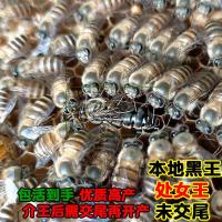 黑王处女王【未交尾】 中蜂蜂王中蜂种王本地黑王开产王中蜂产卵蜂王杂交处女王王台广东