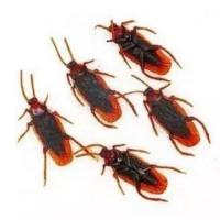 普通蟑螂5只 儿童玩具仿真大号甲虫模型锹甲壳虫长戟独角仙大兜虫昆虫标本认知