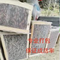 3-5厘米混合成虫250g 东亚飞蝗活体蚂蚱蝗虫蚂蚱活体胡峰鸟食物可油炸蚂蚱蝗虫