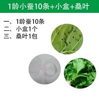 1龄蚕宝宝10条+分养盒+桑叶 蚕宝宝活体幼虫蚕子蚕卵种春蚕学校学生养蚕同步嫩桑叶配盒套装