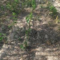 三年桑苗 桑树苗蚕桑大叶桑树苗养蚕树苗蚕宝宝桑叶3年大桑叶养牛羊桑叶苗