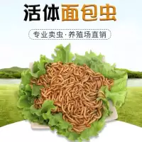 50条 仅虫子 面包虫活体 黄粉虫活虫鲜活虫种虫金龙鱼石蛙仓鼠蜥蜴画眉鸟饲料