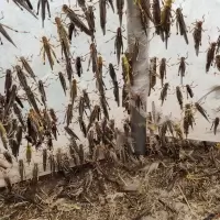 3/5厘米50只试用装 土蚂蚱 活体蝗虫 蚱蜢画眉鸟爬虫宠物蝎子蜂饲料鸟食虫子食用昆虫