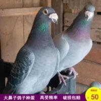 受精鸽子蛋灰色大鼻子信鸽受精蛋鸽子种蛋可孵化观赏信鸽种蛋一对 受精鸽子蛋灰色大鼻子信鸽受精蛋鸽子种蛋可孵化观赏信鸽种蛋一