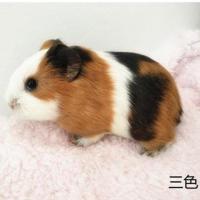 一只公三色 荷兰猪荷兰鼠活体兔子豚鼠粮龙猫饲料用品宠物小型宠物天竺鼠豚鼠