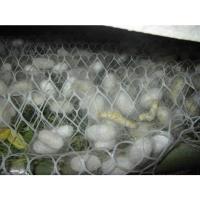 蚕宝宝活体宠物专用结茧网 春蚕 白蚕 桑蚕 结茧网 质量保证