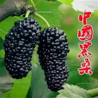 白玉桑(3年苗) 不含盆 桑树苗 强桑1号台湾无籽长果嫁接桑椹苗 桑葚树苗 四季桑果 超长