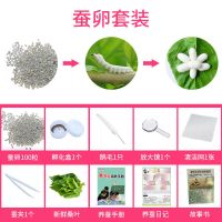 蚕卵100粒送孵化盒 七彩蚕宝宝活体卵 彩色桑蚕幼虫卵 蚕子蚕卵儿童宠物观察标本源