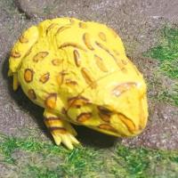 黄色角蛙单款 日本海洋堂 角蛙模型 角蛙摆件 钟角蛙 玩具