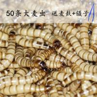 50条大麦虫（送麦麸+镊子） 大麦虫活体面包虫黄粉虫活虫仓鼠金龙鱼乌龟八哥画眉鸟食宠物饲料