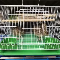 35*25*26带配件4只 家用鹌鹑笼下蛋鹌鹑笼养殖鸟笼鹌鹑笼子鸟笼子鹌鹑养殖笼自动滚蛋
