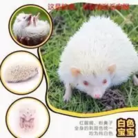 非洲迷你刺猬活物幼崽宠物活体自家养殖迷你温顺亲人粘人宝宝粮食 非洲迷你刺猬活物幼崽宠物活体自家养殖迷你温顺亲人粘人宝宝粮