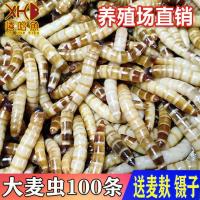 4-6CM100条/送镊子麦麸 大麦虫活体黄粉虫面包虫金龙鱼八哥守宫画眉蜥蜴蜘蛛乌龟宠物饲料