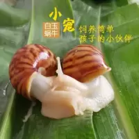 白玉2只+饲料 中华白玉蜗牛活体宠物蜗牛学生科学实验观察蜗牛套餐巨型蜗牛田螺