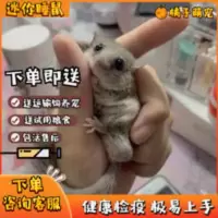 西班牙睡鼠拇指鼠幼崽粘人包活小型迷你宠物懒人活物宿舍活体粮食 西班牙睡鼠拇指鼠幼崽粘人包活小型迷你宠物懒人活物宿舍活体粮