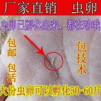 小份虫卵(孵化5-7斤) 黄粉虫活体一代黄粉虫种虫虫卵面包虫虫卵自助孵化