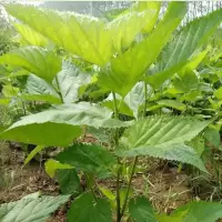 2年苗1株 不含盆 桑树苗大叶桑葚树苗盆栽地栽桑蚕树四季桑叶喂养蚕宝宝养蚕龟兔