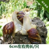 鲜活白玉蜗牛15只 餐饮食用鲜活白玉蜗牛活物大蜗牛活体乌龟蜥蜴等饲料