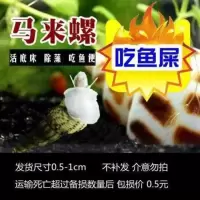 马来螺 5 送 3 备损 马来螺观赏螺苹果螺活体除藻螺鱼缸清洁螺吃鱼屎工具螺淡水繁殖螺