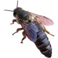 随记发10天内开产王 蜜蜂蜂王中蜂蜂王开产王产卵王种王土蜂王广东本地活体中华蜂王