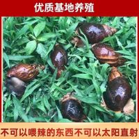 小蜗牛 1只送1只 蜗牛活体宠物非洲蜗牛学生观察学习科普实验教学小蜗牛安全大蜗牛