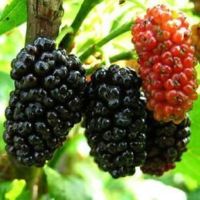 无籽十大桑 2年小苗:[共2棵]不易结果 桑树苗 桑葚树苗 南方北方盆栽地栽大叶桑树苗种植当年结果易成活