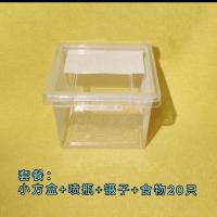 小方盒饲养套餐 澳宽螳螂爬虫小宠物可爱另类异宠绿色活体昆虫幽灵刺花大魔花兰花