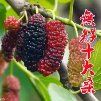 无籽十大 特价3年苗:一颗 桑葚树苗无籽十大嫁接四季盆栽大叶桑树苗南北方种植地栽当年结果