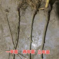 台湾四季果桑(产量高) 两年生嫁接苗 当年结果桑苗桑葚苗无籽大十台湾四季果桑长果桑地栽盆栽桑树苗