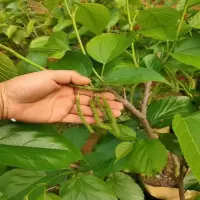 台湾长果桑1年苗 15cm(含)-30cm(不含) 果桑苗 台湾长果桑树苗当年结果甜果桑树苗带土带叶