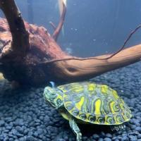 3到4厘米 单身一只 深水黄耳龟 小乌龟活物家养 龟活体鱼缸清洁龟深水龟观赏龟宠物龟