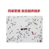 1后30工 广大头蚁 同巢繁殖 蚁后越养越多 宠物蚂蚁活体 大头蚁