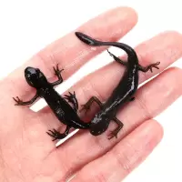 小火龙2只(5-8cm)送食 东方蝾螈小火龙鱼活体冷水清道夫垃圾工具清洁鱼缸观赏鱼金鱼锦鲤