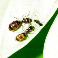 1后30工 蒙古原蚁 国产蜜罐蚁 蚂蚁宠物活体蚁后活体蚂蚁部落蚂蚁王国爬宠