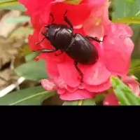 锹甲成虫 母虫 活体宠物独角仙锹甲锹形虫独角仙甲虫昆虫活体巨型可爱教学观察