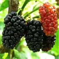 无仔大十 两年苗()易成活 桑葚树苗无籽十大嫁接四季盆栽大叶桑树苗南北方种植地栽当年结果