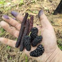 大果桑 1年苗 广西桑葚苗果桑树苗台湾四季长果桑大十果桑四季结果嫁接苗大果桑